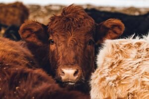 Tamaulipas refuerza blindaje contra gusano barrenador