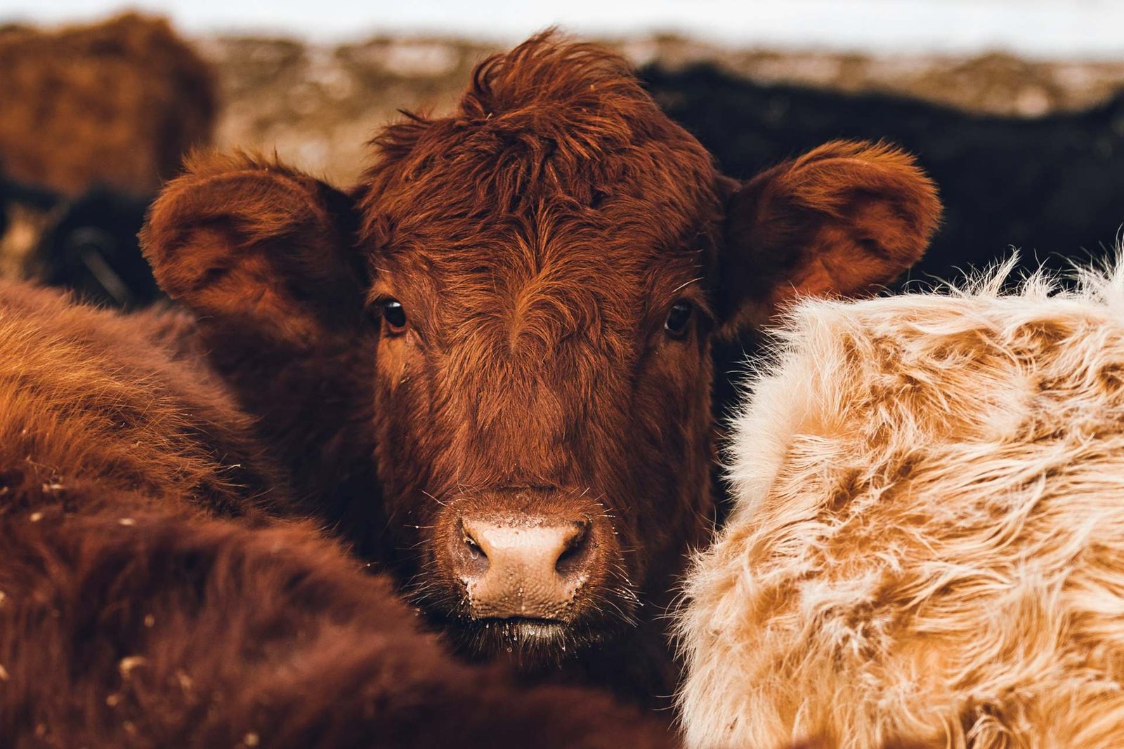 Tamaulipas refuerza blindaje contra gusano barrenador