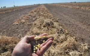 ¡Campo abandonado! Productores de frijol protestan en Chihuahua y tiran su cosecha ante la falta de apoyo del gobierno del PAN