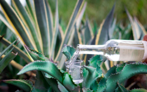 Morena reconoce su propio error fiscal: impuestos ahogan al mezcal y obligan a corregir el rumbo