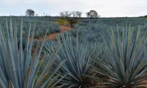 Tequila para el mundo, problemas para Jalisco: la falta de regulación de MC pasa factura